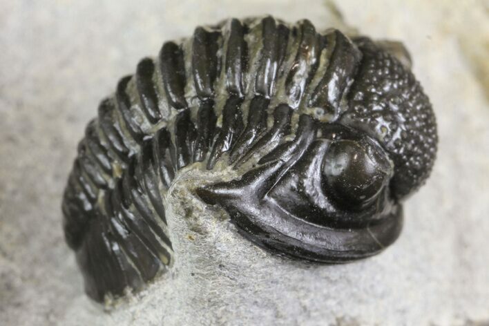 Detailed Gerastos Trilobite Fossil - Morocco #164738